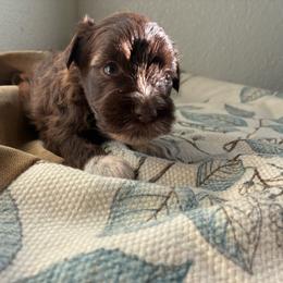Eden - Liver female Miniature Schnauzer puppy in Hemet, California from Journee Home Mini Schnauzers