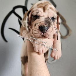 Pink Collar - Harlequin female Great Dane puppy in Alton, Illinois from Show Me Great Danes and Basset Hounds