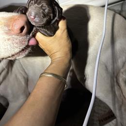 Labrador Retriever Puppies from Aloha Lab Pups of SW Colorado