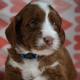 Rip - Red male Australian Labradoodle puppy in Fontana, California from Glory Labradoodle’s