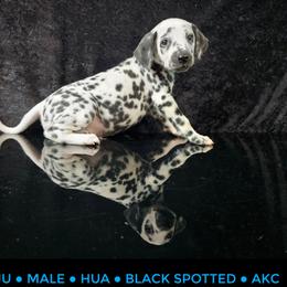 Raiju - White and black male Dalmatian puppy in Salem, Missouri from Paradise Spots Dalmatians