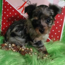 Chihuahuas, Companion Crosses, and Poodles from Mel's Wags & Kisses