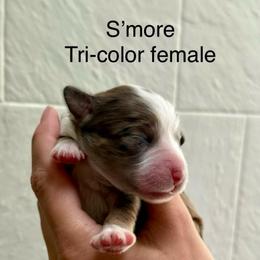 S'more - Tri-color female Bernedoodle puppy in Fallon, Nevada from Wild Roots Doodles