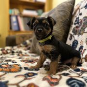 Boerboel, Shorkie, and Toy Australian Shepherd Puppies from SATA Kennels