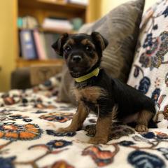 Boerboel, Shorkie, and Toy Australian Shepherd Puppies from SATA Kennels
