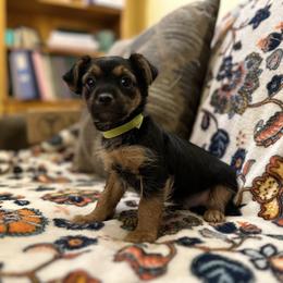 Boerboel, Shorkie, and Toy Australian Shepherd Puppies from SATA Kennels