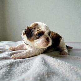 AKC-Milo - Liver and white male Shih Tzu puppy in Mooresville, North Carolina from Juji Shih Tzu