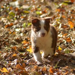 Border Collie, English Setter, and Miniature American Shepherd Puppies from First Harmony Farms