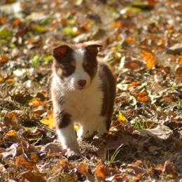 Border Collie, English Setter, and Miniature American Shepherd Puppies from First Harmony Farms
