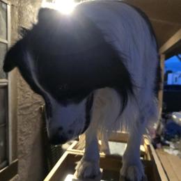 Glance - Border Collie