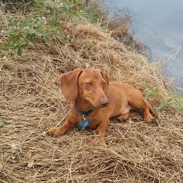 Rocky - Dachshund