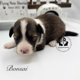 Bonsai Full Fluffy With A Tail - Sable male Pembroke Welsh Corgi puppy in Casper, Wyoming from Flying Note Shorties