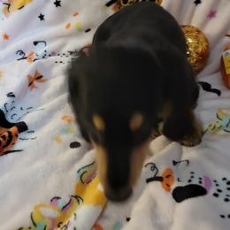 Dachshund Puppies from CLARK'S BREEDING PROGRAM