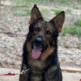 Beast - German Shepherd