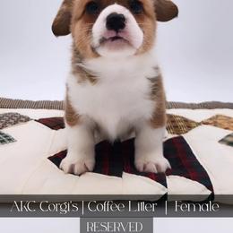 Hazel - Red female Pembroke Welsh Corgi puppy in Pine Village, Indiana from NL Horsemanship