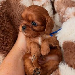 Legend - Ruby male Cavalier King Charles Spaniel puppy in Mayo, Florida from Kingston’s Cavaliers