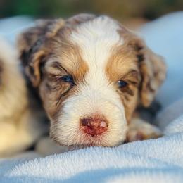 Hazel - Red merle female Aussiedoodle puppy in Hempstead, Texas from Young Gun Aussies