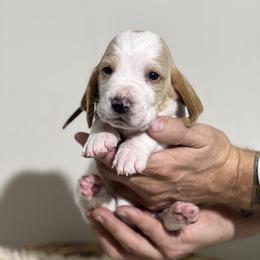 Ginger - Red and white male Basset Hound puppy in Lone Jack, Missouri from Wee Little Bassets