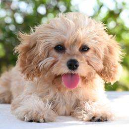 Lacey - Cream female Cavapoo puppy in Lawton, Oklahoma from Lindsey’s Cavies