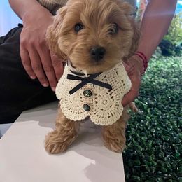 Cavapoo and Cockapoo Puppies from TSC Doodles of Virginia Beach