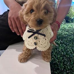 Cavapoo and Cockapoo Puppies from TSC Doodles of Virginia Beach