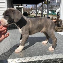 Mountain Cur Puppies from Walnut Ridge Mountain Curs
