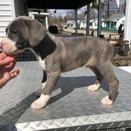 Mountain Cur Puppies from Walnut Ridge Mountain Curs