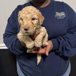 Candy - Cream female Goldendoodle puppy in Simpsonville, South Carolina from D & D Golden Doodles, LLC