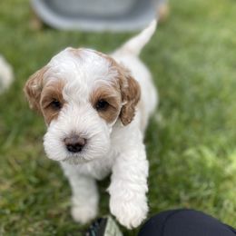 Australian Labradoodle Puppies from Wild Daisy Labradoodles