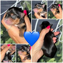 River - Black and gold male Morkie puppy in Cleveland, Tennessee from Moody’s Morkies and More