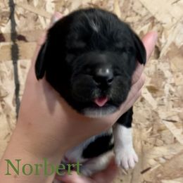 Boy 3 - White and black Newfoundland puppy in Tully, New York from Bear Paw Newfoundlands