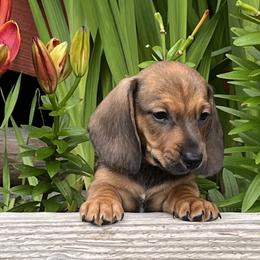 Puppaccino AKC - Red male Dachshund puppy in Hendersonville, North Carolina from Snarky Doxy Miniature Dachshunds