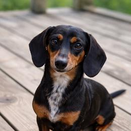 Reign - Dachshund