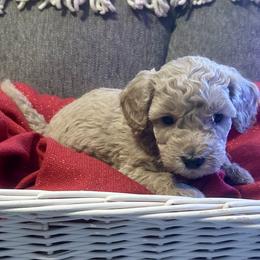 Sassy - Apricot female Goldendoodle puppy in Greenville, South Carolina from Law Doodles of SC