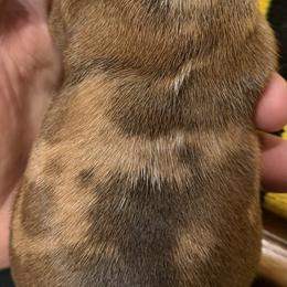 Dachshund Puppies from Witchy Woman’s Wiener’s