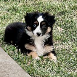 DEWDROP - Black tri Toy Australian Shepherd puppy in Syracuse, Indiana from Klenke Toy Aussies