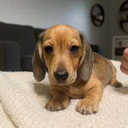 Toby- Cream smooth boy - Cream male Dachshund puppy in Corona, California from ChezBeale