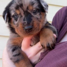 Marina (Red collar) - Harlequin female Beauceron puppy in Waller, Texas from Côté Obscur