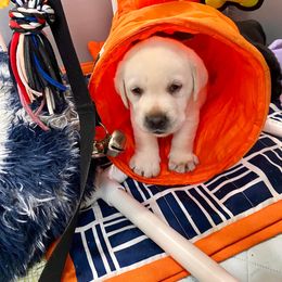 Labrador Retriever Puppies from Lost Woods Labradors