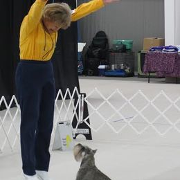 Miniature Schnauzer All Grown Up from Southcross Miniature Schnauzers