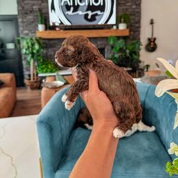 Bernedoodle, Cavapoo, Cavapoochon, Goldendoodle, Poodle, and Yorkipoo Puppies from Anchor Dogs