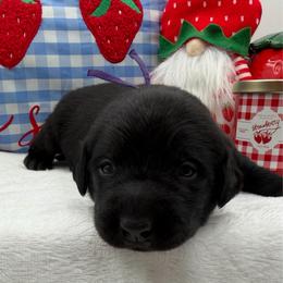 Purple - Black male Labrador Retriever puppy in Heath Springs, South Carolina from Rich Hill Retrievers