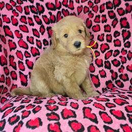 Cody - Apricot male Goldendoodle puppy in Georgetown, Tennessee from Georgetown Designer & Purebred Puppies