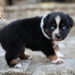 Roux - Black tri-color female Australian Shepherd puppy in Buena Vista, Colorado from Wigglebutts Unlimited