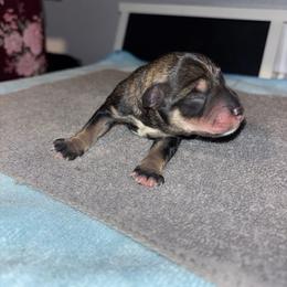 Almond - Salt and pepper male Miniature Schnauzer puppy in Perris, California from P1 Family Canines