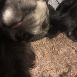 Miniature Schnauzer and Poodle Puppies from Bits & Bytes Farm