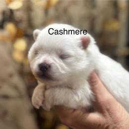 Cashmere - White male Pomeranian puppy in Odessa, Texas from Cherry's Poms