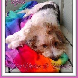 Aqua - Black tan and white Biewer Terrier puppy in Yelm, Washington from Yelm Biewers