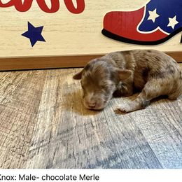 Knox - Red merle Aussiedoodle puppy in League City, Texas from Space City Mini Aussies & Doodles
