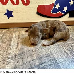 Knox - Red merle Aussiedoodle puppy in League City, Texas from Space City Mini Aussies & Doodles